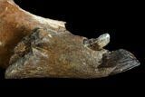 Fossil Horse (Equus) Jaw - River Rhine, Germany #123492-2